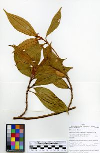 Blakea mexiae image