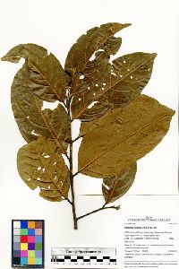 Nectandra purpurea image