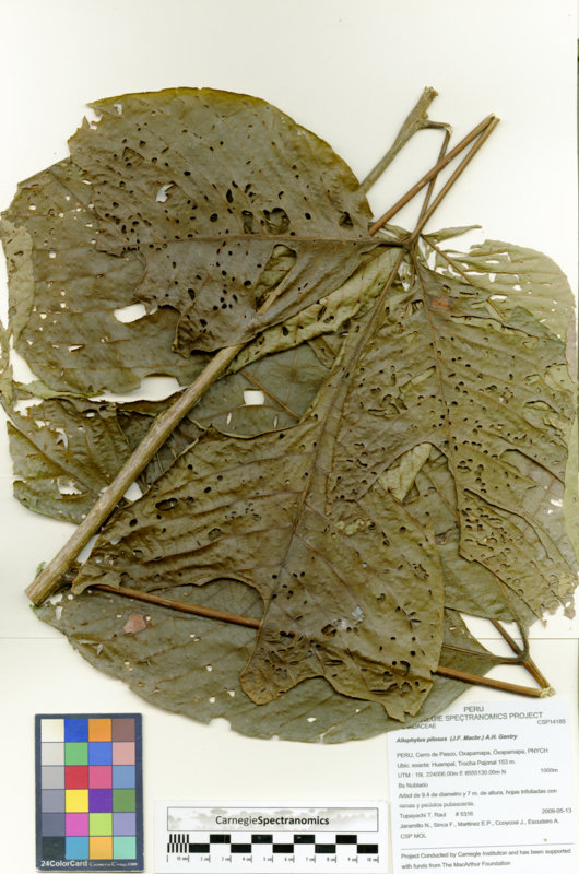 Allophylus pilosus image