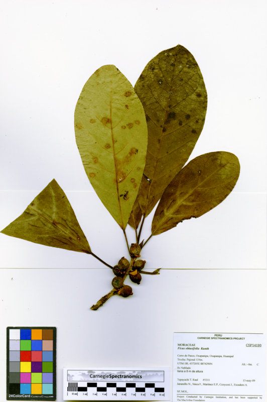 Ficus obtusifolia image