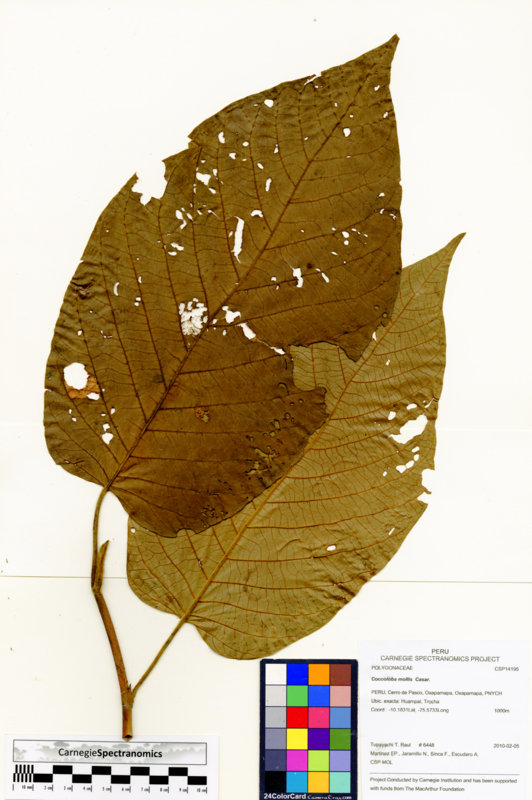 Coccoloba mollis image