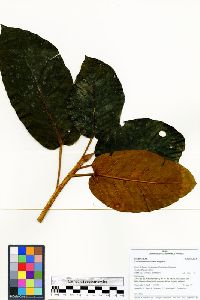 Ficus cuatrecasana image