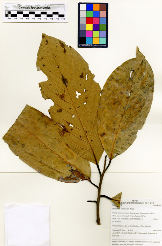 Nectandra amazonum image