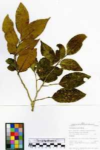 Chrysophyllum ovale image
