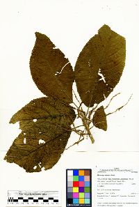 Myriocarpa stipitata image