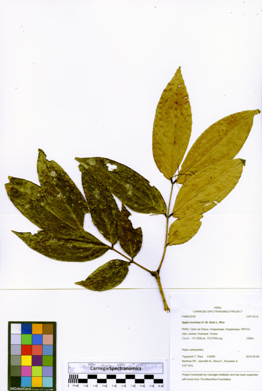 Zygia coccinea image