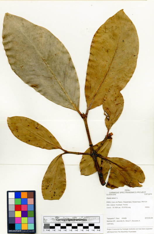 Clusia minor image