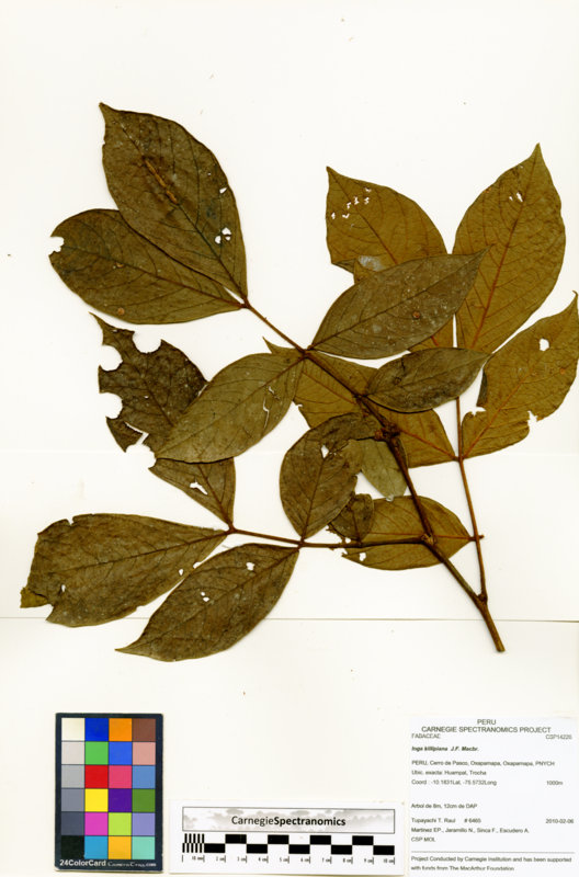 Inga killipiana image