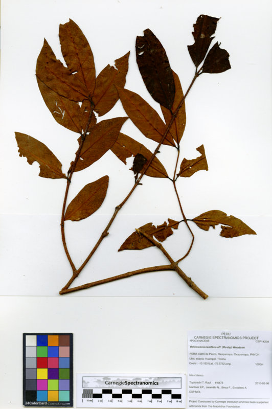Odontadenia laxiflora image