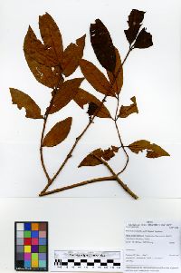Image of Odontadenia laxiflora
