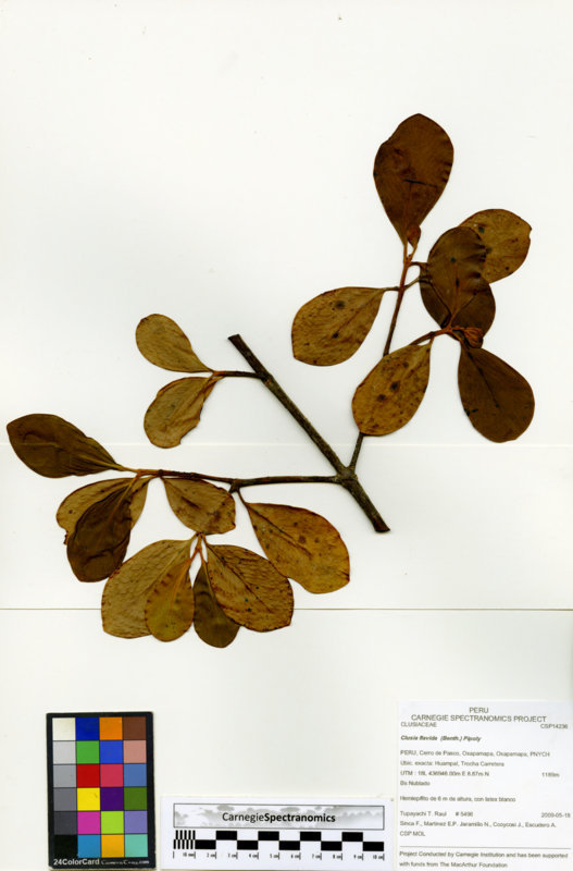 Clusia haughtii image