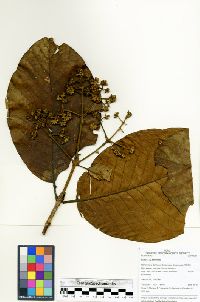 Media resource of Bathysa australis