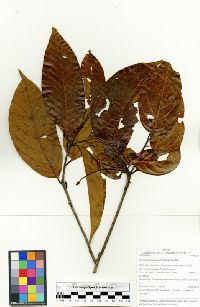 Nectandra purpurea image