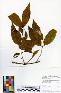 Heteropterys leschenaultiana image