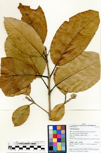 Hydrangea diplostemona image