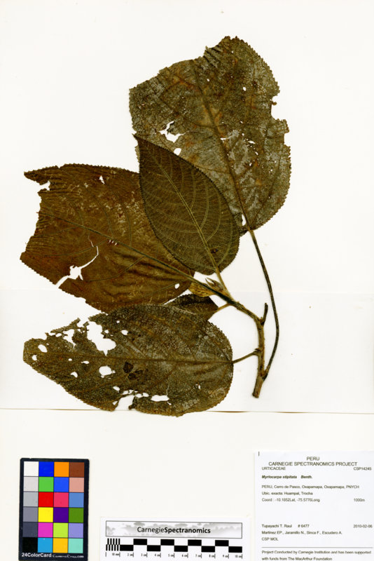 Myriocarpa stipitata image