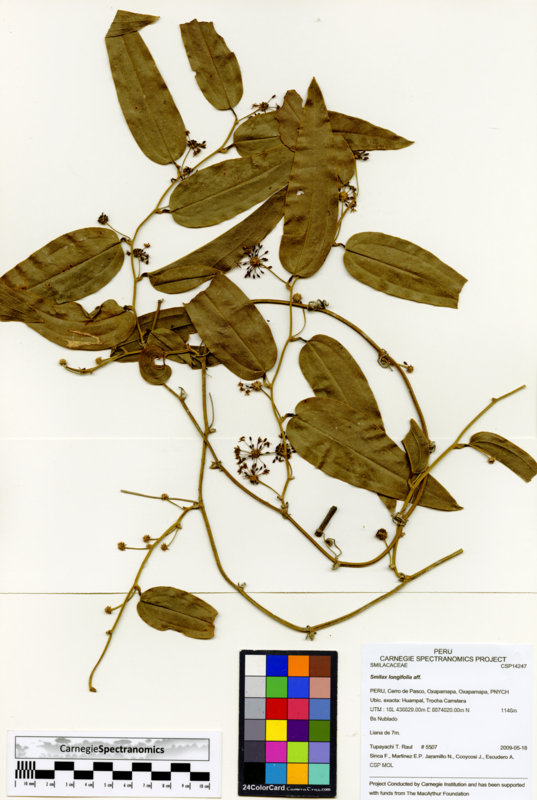 Smilax longifolia image