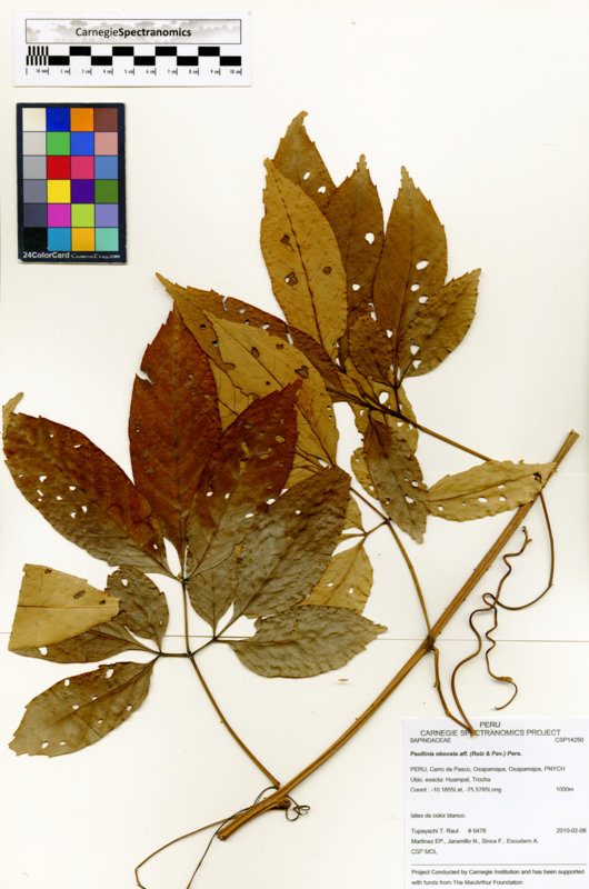 Paullinia obovata image
