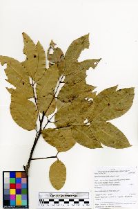 Mauria heterophylla image