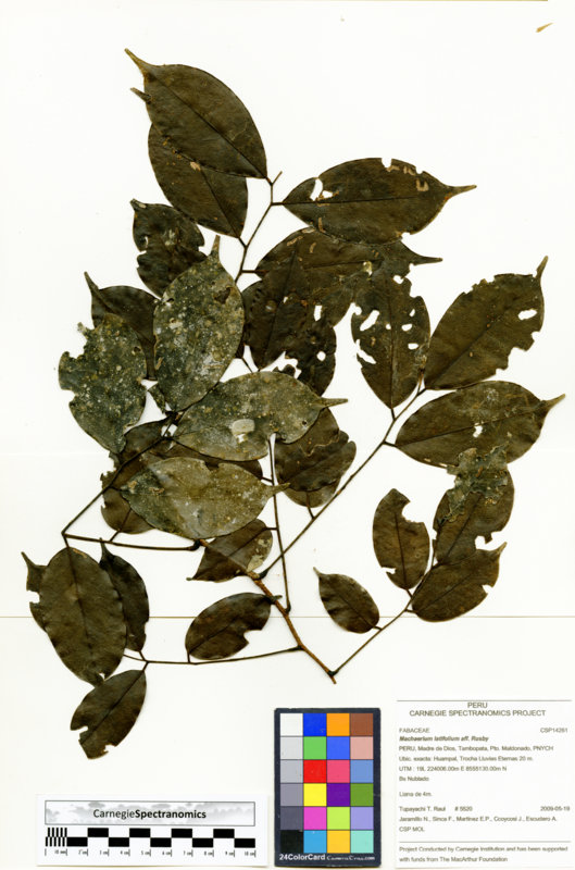 Machaerium latifolium image