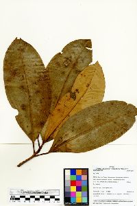 Image of Myrsine latifolia