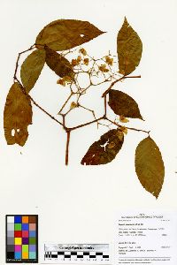 Begonia maynensis image