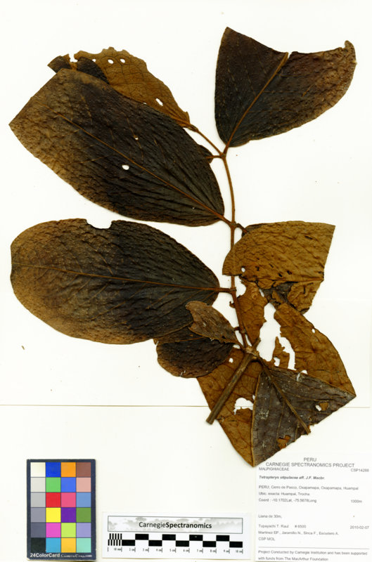 Tetrapterys stipulacea image