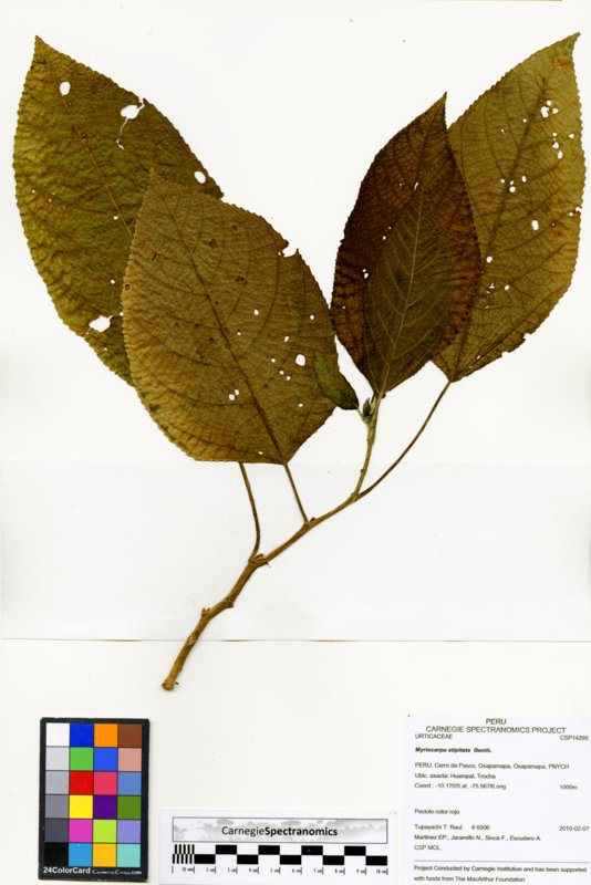 Myriocarpa stipitata image