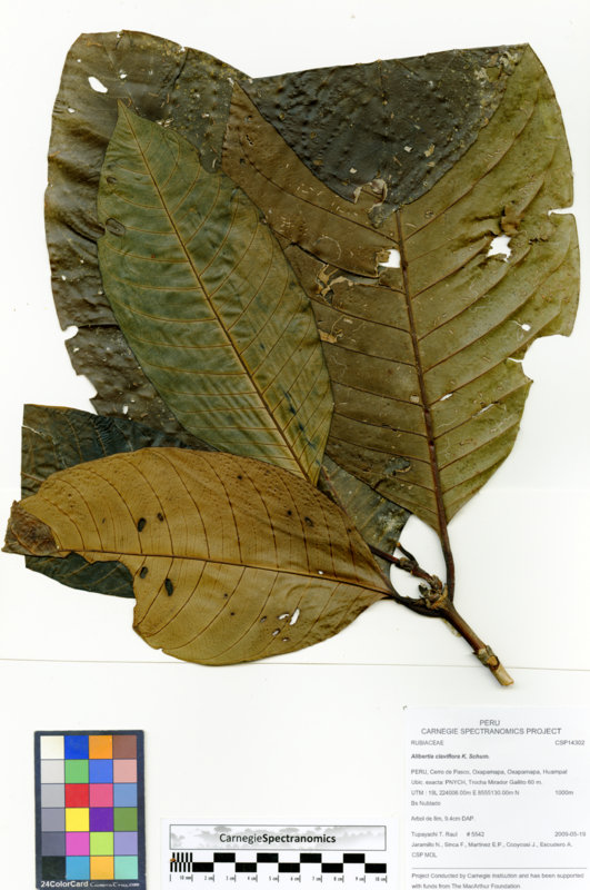 Alibertia claviflora image