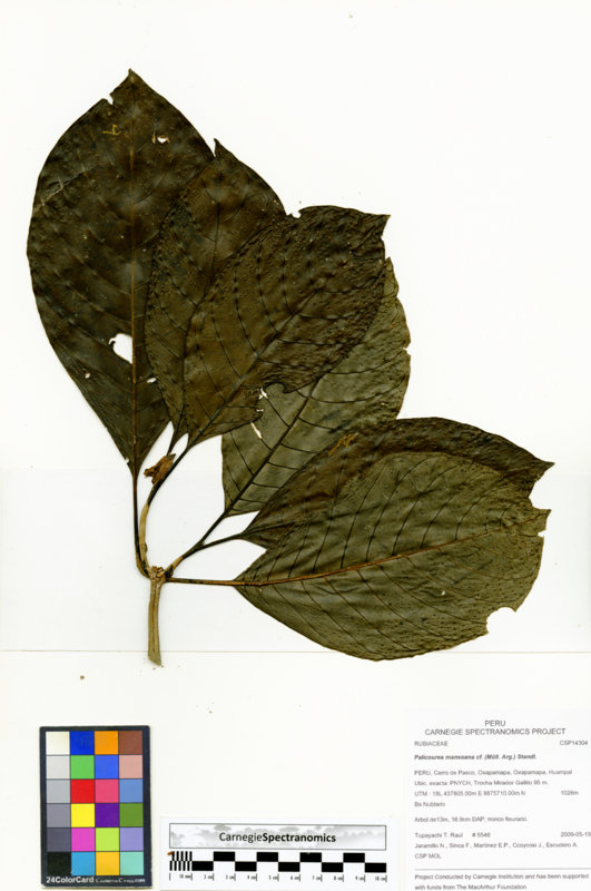 Palicourea mansoana image