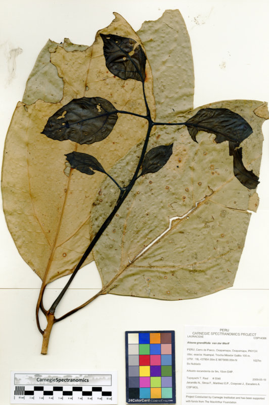 Aiouea grandifolia image