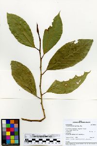 Ficus americana subsp. subapiculata image