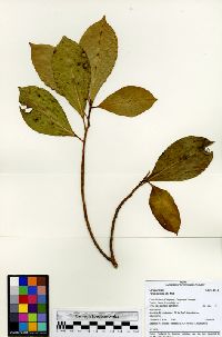 Ficus maxima image