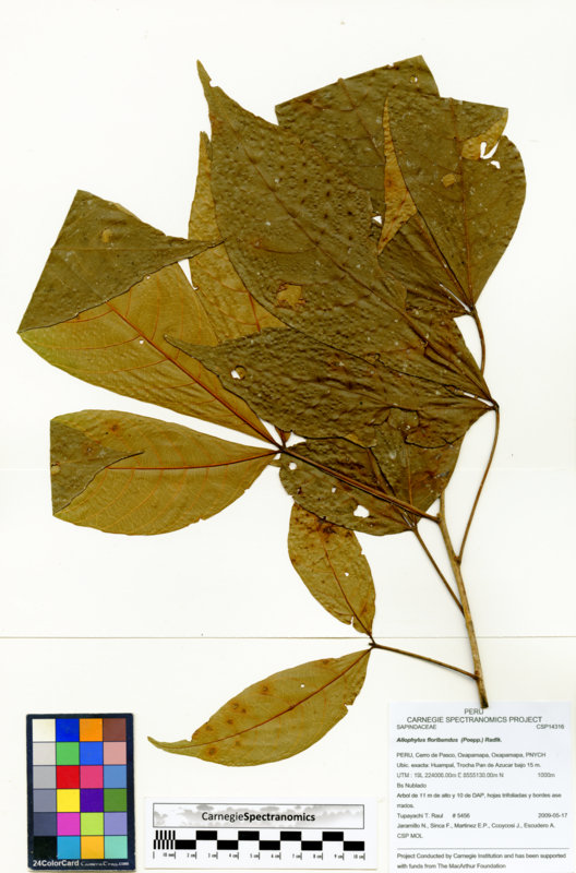 Allophylus floribundus image