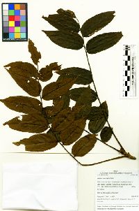 Juglans neotropica image