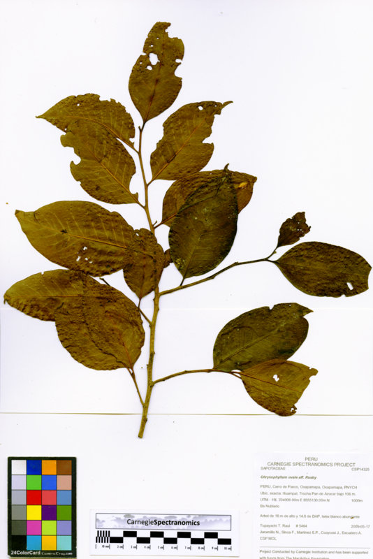 Chrysophyllum ovale image