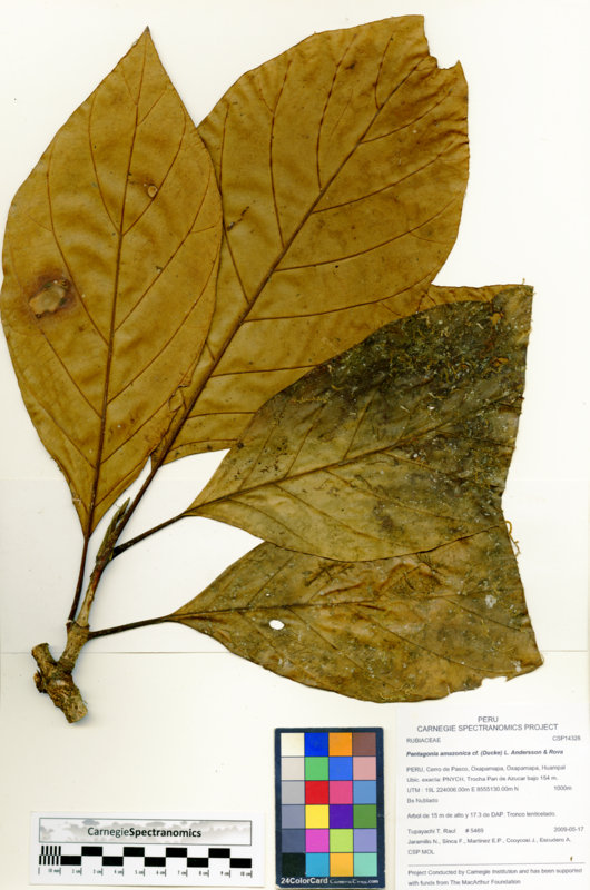 Pentagonia image