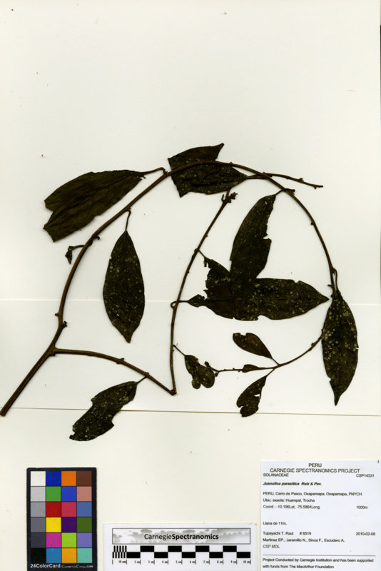 Juanulloa parasitica image