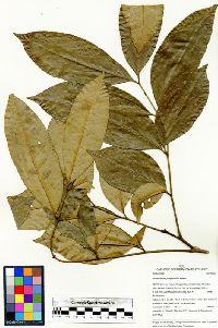 Zanthoxylum juniperinum image