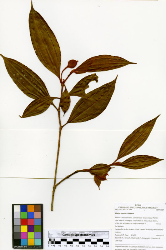 Blakea mexiae image