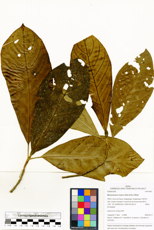 Macrocnemum roseum image