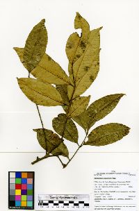 Zanthoxylum juniperinum image