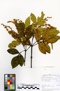 Image of Weinmannia pentaphylla