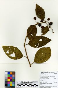 Solanum nutans image