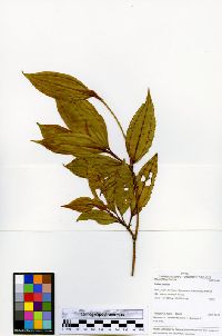 Blakea mexiae image