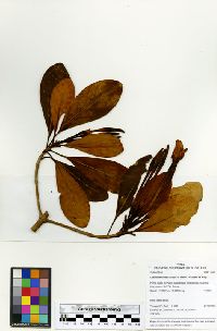 Cosmibuena macrocarpa image