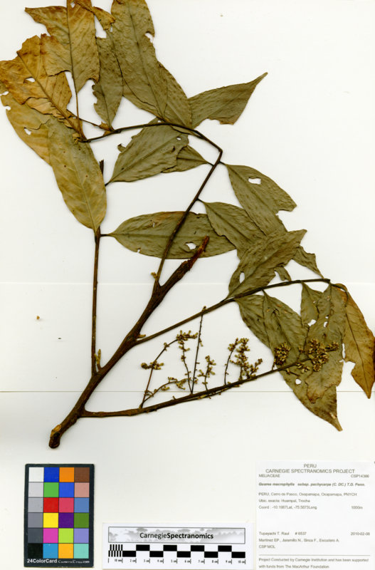 Guarea macrophylla subsp. pachycarpa image