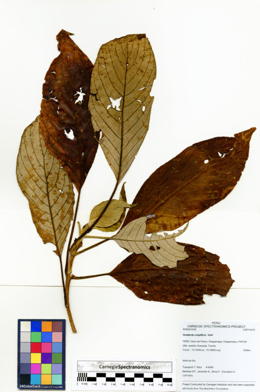Guettarda crispiflora image