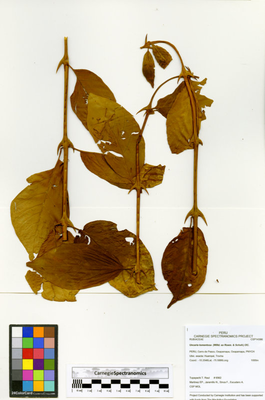 Uncaria tomentosa image