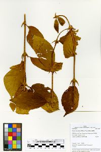 Uncaria tomentosa image